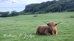 cattle, grazing, green, hairy, highland castle, highland cow, highland games, horns, kilt, mull, pas