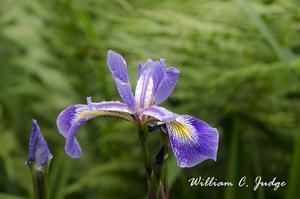 beauty, bloom, decor, flower, garden, horticulture, inverewe, iris, landscape, nature, plant, purple