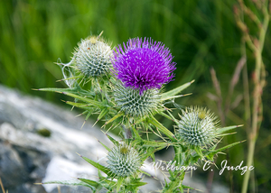 flower, highlands, national emblem, national flower, scotland, scottish, skye, thistle, william judg